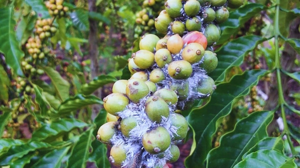 Café conilon: fase de expansão dos frutos exige atenção redobrada ao controle da cochonilha Café conilon: fase de expansão dos frutos exige atenção redobrada ao controle da cochonilha
