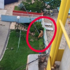 Foto: Reprodução/Comissão de Meio Ambiente