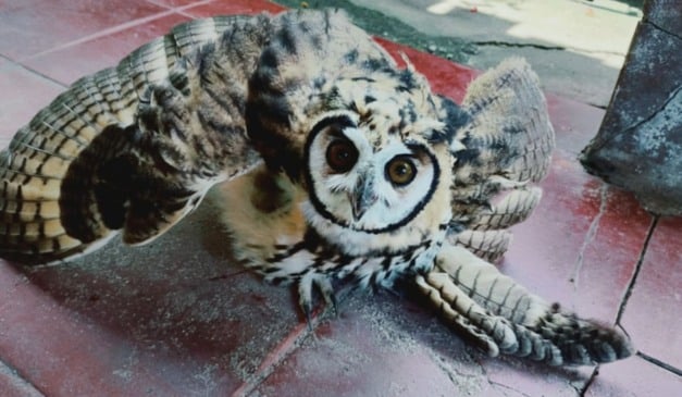 Animal encaminhado ao Centro de Triagem de Animais Silvestres (Cetas), em Barcelona