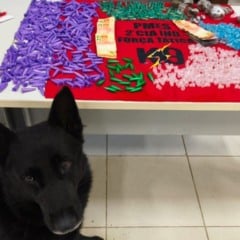 O cão Black ajudou a polícia a fazer a apreensão de drogas. Foto: Divulgação/Sesp