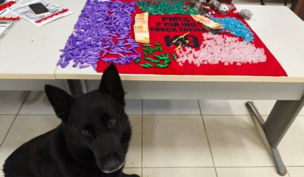 O cão Black ajudou a polícia a fazer a apreensão de drogas. Foto: Divulgação/Sesp