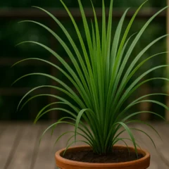 Essa planta fácil de cuidar ajuda a repelir mosquitos naturalmente