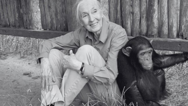 Jane Goodall (Foto/reprodução: X)