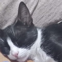 Gatinho romeu (Foto/reprodução: TV Vitória)