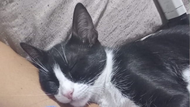 Gatinho romeu (Foto/reprodução: TV Vitória)