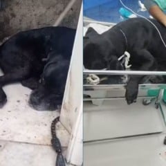 O cachorro Scooby foi baleado durante a megaoperação do Rio (Foto/reprodução: X)