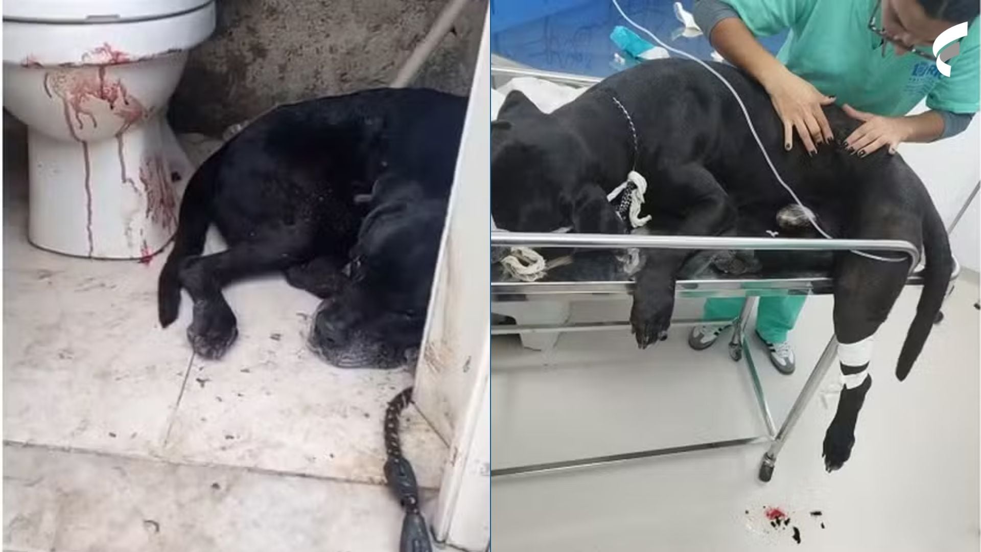 O cachorro Scooby foi baleado durante a megaoperação do Rio (Foto/reprodução: X)
