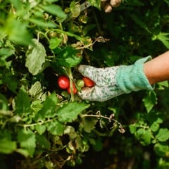 Fruticultura cultivo de frutas agronegócio agricultura