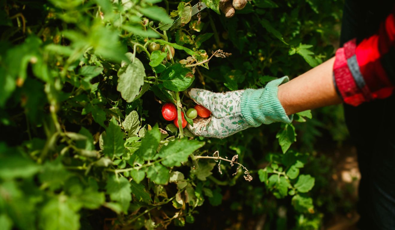 Fruticultura cultivo de frutas agronegócio agricultura Fruticultura cultivo de frutas agronegócio agricultura