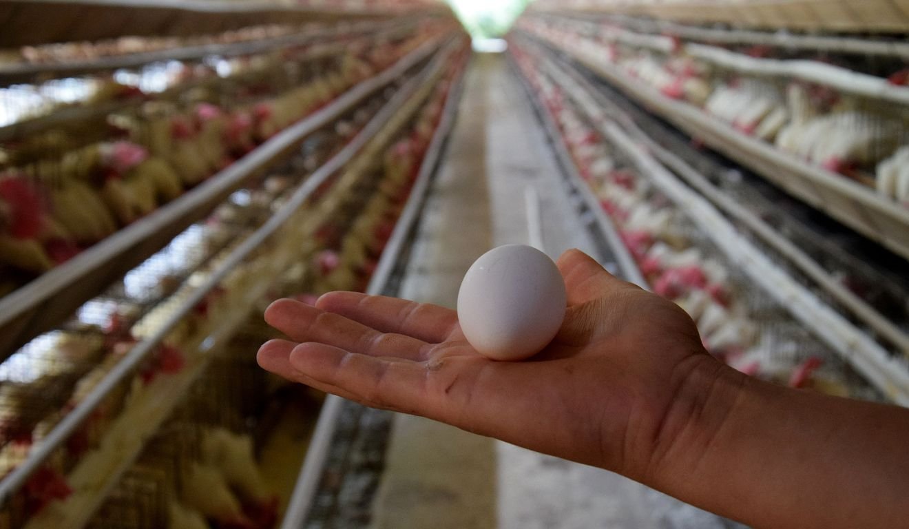 Galinhas produção de ovos em Santa Maria de Jetibá
