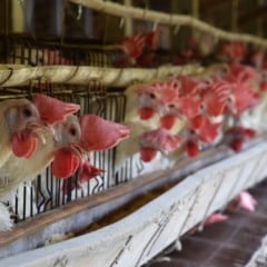 Galinhas produção de ovos em Santa Maria de Jetibá