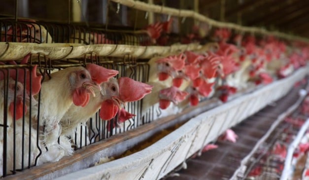 Galinhas produção de ovos em Santa Maria de Jetibá