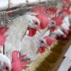 Galinhas produ&ccedil;&atilde;o de ovos em Santa Maria de Jetib&aacute;