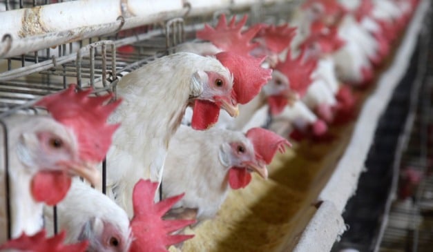 Galinhas produção de ovos em Santa Maria de Jetibá