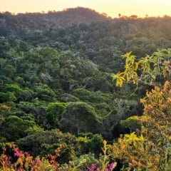 Floresta conservada na Mata Atlântica capixaba. | Foto: Leonardo Merçon / Instituto Últimos Refúgios.