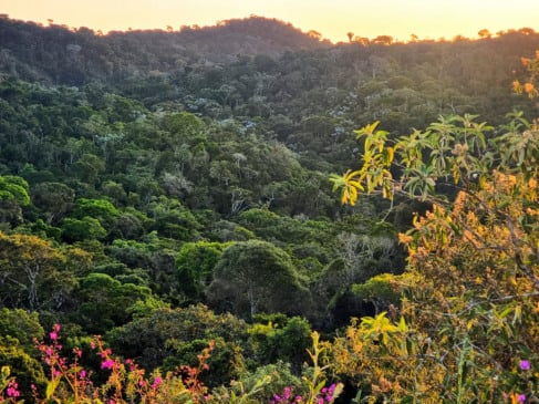Floresta conservada na Mata Atlântica capixaba. | Foto: Leonardo Merçon / Instituto Últimos Refúgios.