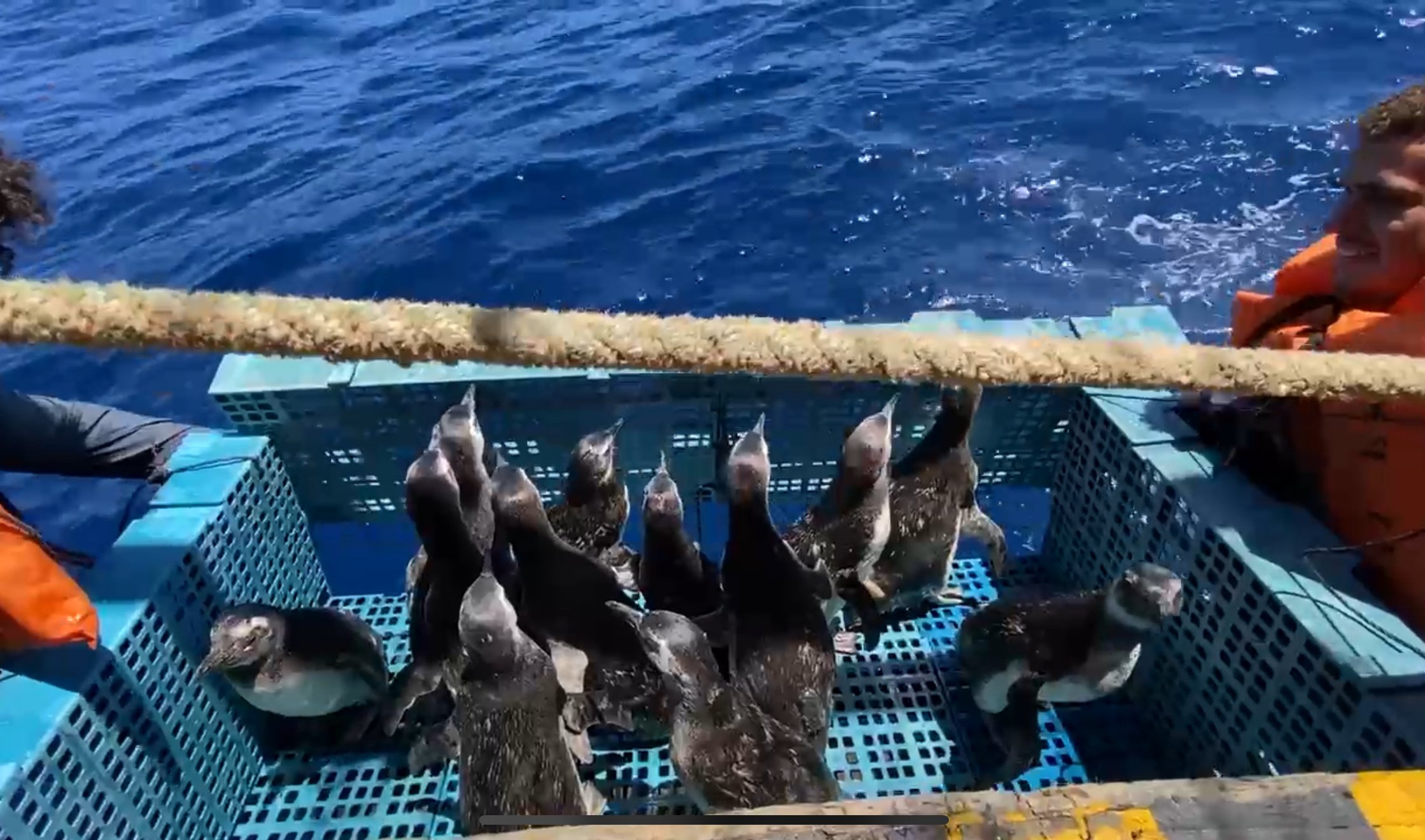 Soltura de pinguins no ES. Crédito: Amanda Rodrigues (IPRAM)