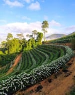 Internet está em 79,5% dos cafezais do Espírito Santo, aponta pesquisa