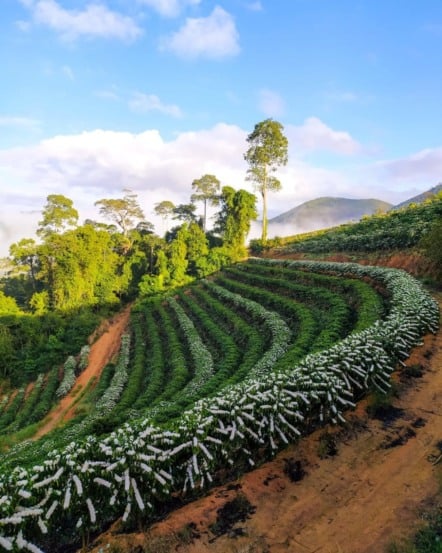 Internet está em 79,5% dos cafezais do Espírito Santo, aponta pesquisa