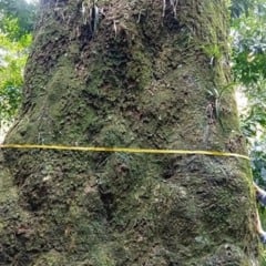 Foto: Fiocruz/Divulgação
