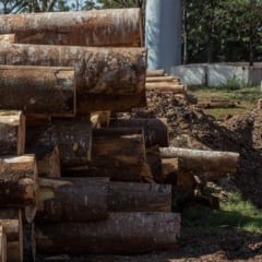 Madeira, móveis e extrativas tiveram registros mais relevantes em atividades mais exportadoras afetadas pelo tarifaço. Foto: Ibama