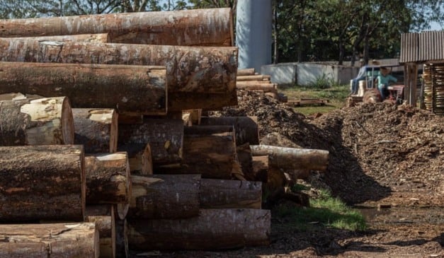 Madeira, móveis e extrativas tiveram registros mais relevantes em atividades mais exportadoras afetadas pelo tarifaço. Foto: Ibama