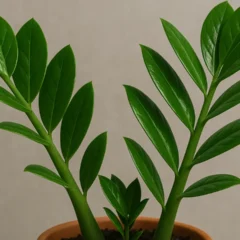 Plantas para banheiro conheça 4 opções que ficam lindas mesmo no calor e vapor