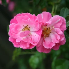 Rosa-da-China - Foto Freepik
