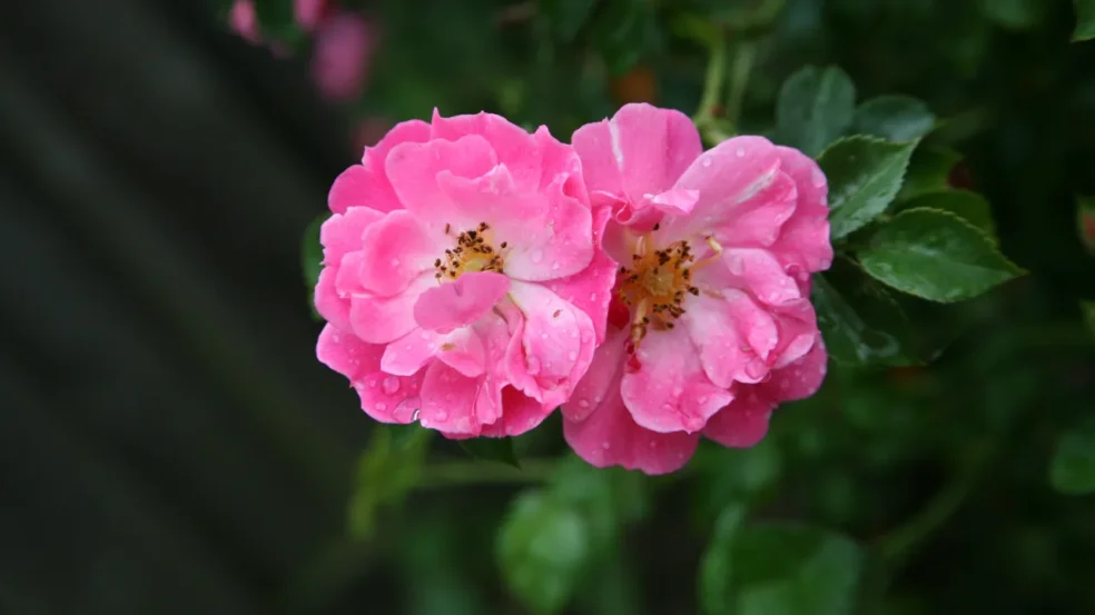 Rosa-da-China - Foto Freepik