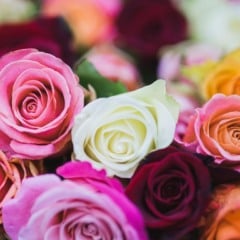 Foto: Reprodução Canva