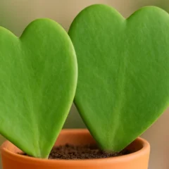 Suculenta Hoya kerrii