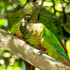 Flagra de carinho entre aves em Domingos Martins encanta e alerta sobre a natureza