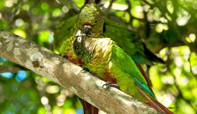 Flagra de carinho entre aves em Domingos Martins encanta e alerta sobre a natureza