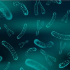 bactérias na microbiota intestinal