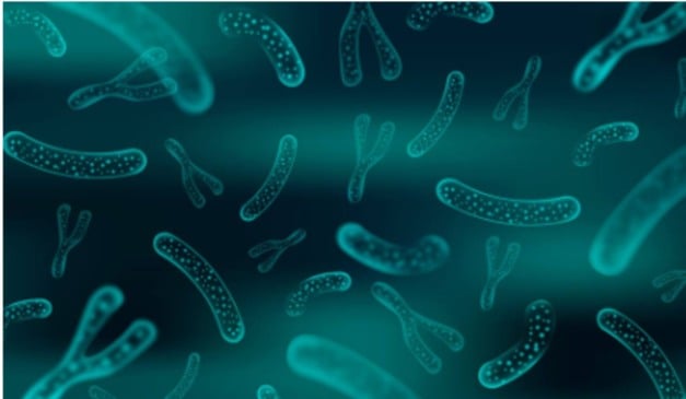 bactérias na microbiota intestinal