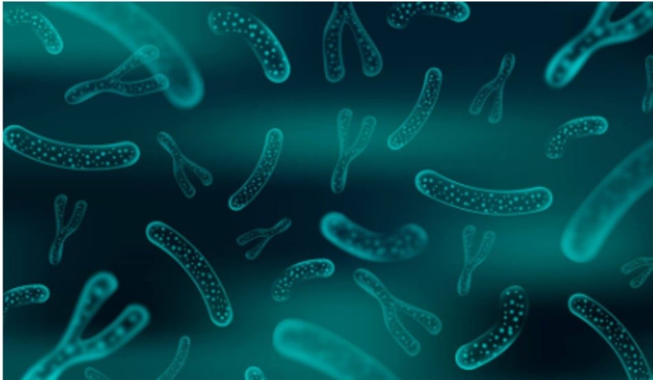 bactérias na microbiota intestinal