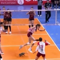 Gambá invade a quadra na semifinal do Campeonato Paulista de Vôlei