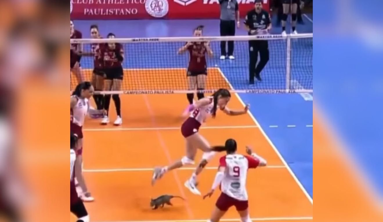 Gambá invade a quadra na semifinal do Campeonato Paulista de Vôlei