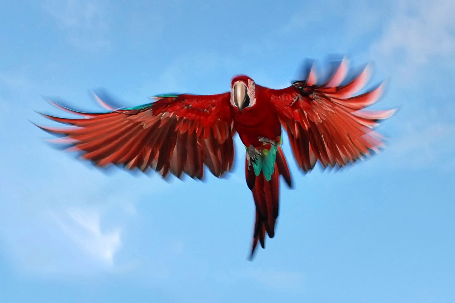 "Arara-vermelha-grande (Ara chloropterus) fotografado em Conceição da Barra, Espírito Santo -  Sudeste do Brasil. Bioma Mata Atlântica. Registro feito em 2008.



ENGLISH: Red-and-green Macaw photographed in Conceição da Barra, Espírito Santo - Southeast of Brazil. Atlantic Forest Biome. Picture made in 2008."