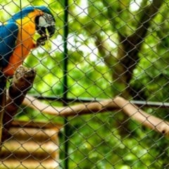 Pássaros silvestres em gaiolas