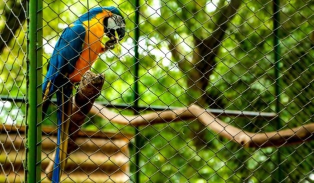 Pássaros silvestres em gaiolas