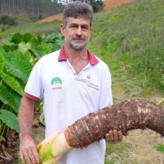 Jandir Gratieri, produtor de inhame