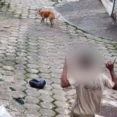 Cachorro caramelo evita invasão em Vitória (Foto/reprodução: TV Vitória)
