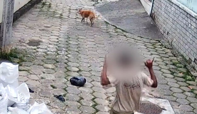 Cachorro caramelo evita invasão em Vitória (Foto/reprodução: TV Vitória)