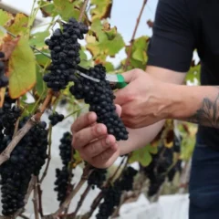 Projeto capixaba quer impulsionar o cultivo de uvas de inverno para produção de vinhos finos