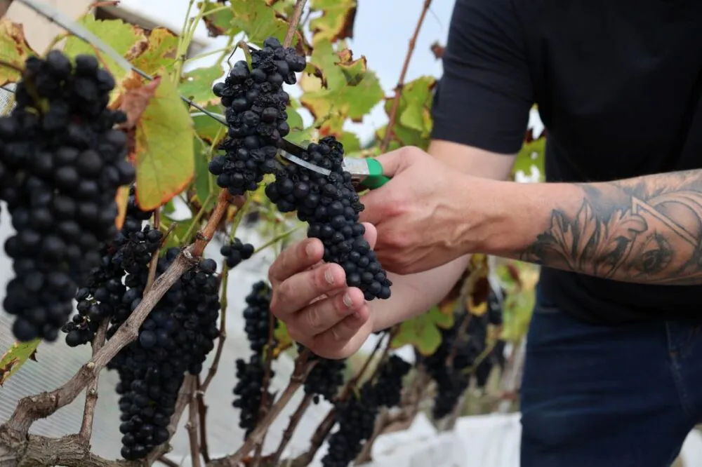 Projeto capixaba quer impulsionar o cultivo de uvas de inverno para produção de vinhos finos