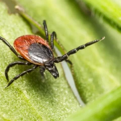 4 erros comuns que atraem carrapatos e como corrigir