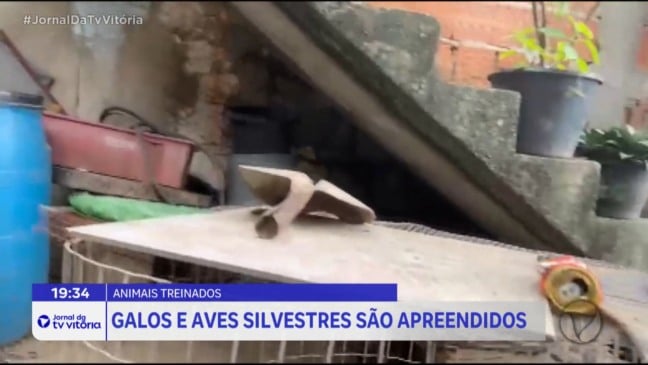 Aves silvestres e galos são apreendidos em Vila Velha