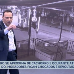 Criminosos atiram em cachorro em Paraju e geram revolta