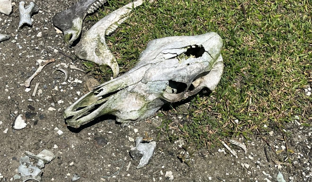 Foto: Divulgação/Sesp Foto: Divulgação/Sesp